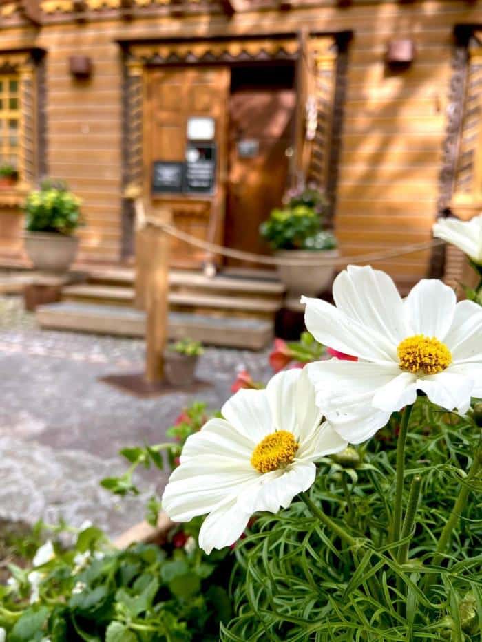 Kevätkukkia Suklaapuodissa